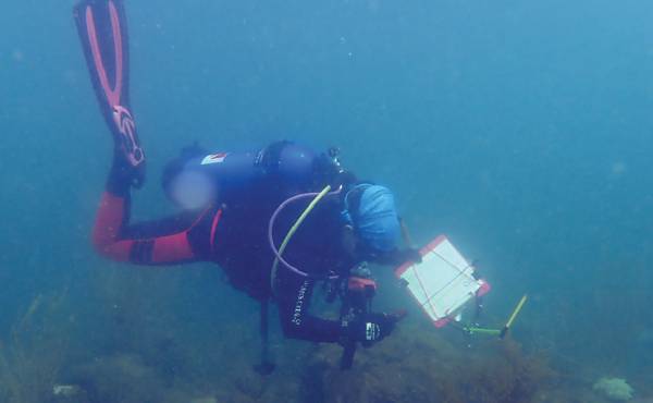 Divers investigated the health of the coral colonies and how best to  transplant them.